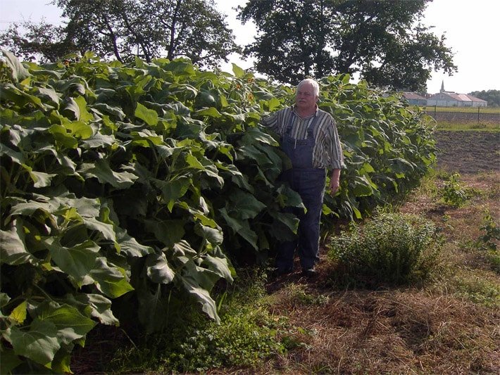 Yacon-Plantage im Herbst mit mannshohen Pflanzen und einem Gärtner kurz vor der Ernte