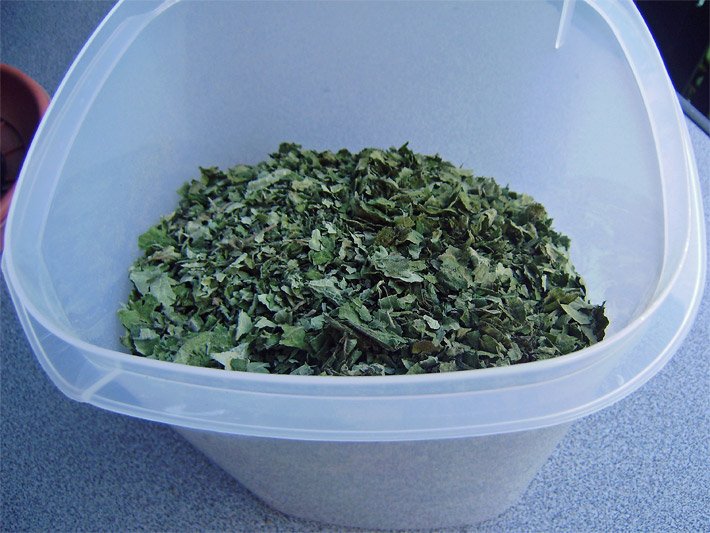 Durchsichtige Plastik-Schüssel mit dunkelgrünen, zerkleinerten, getrockneten Yacon-Blättern für einen Tee-Aufguss