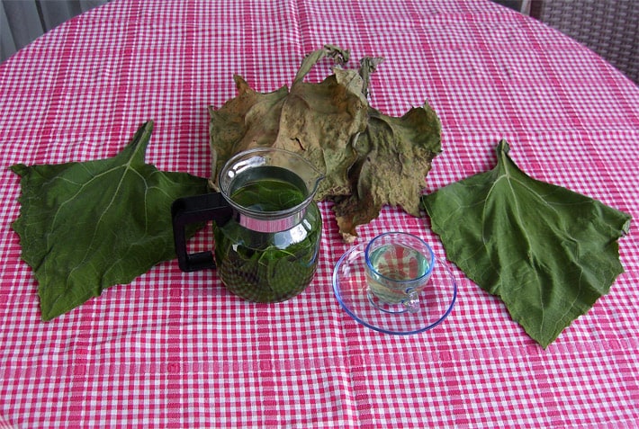 Ein Glas Yacon-Blätter-Tee nach der Zubereitung in einer Glas-Teekanne mit ausgebreiteten frischen und getrockneten Blättern auf einer rot-weiss karierten Tischdecke