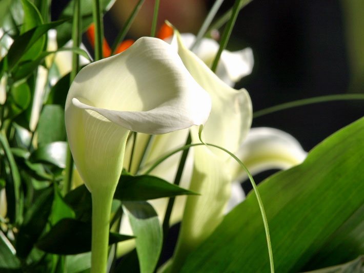 Weiße Blüten von Calla-Lilien (Zantedeschien), botanischer Name Zantedeschia aethiopica, in einem Trauer-Blumenstrauß