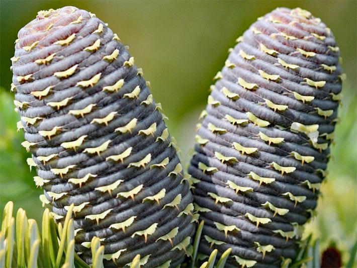 Zwei auffälig geformte Blüten-Zapfen einer Korea-Tanne, botanischer Name Abies koreana