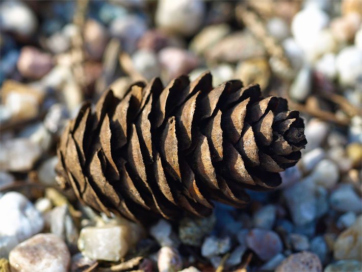 Abgefallener Zapfen von einer Picea omorika