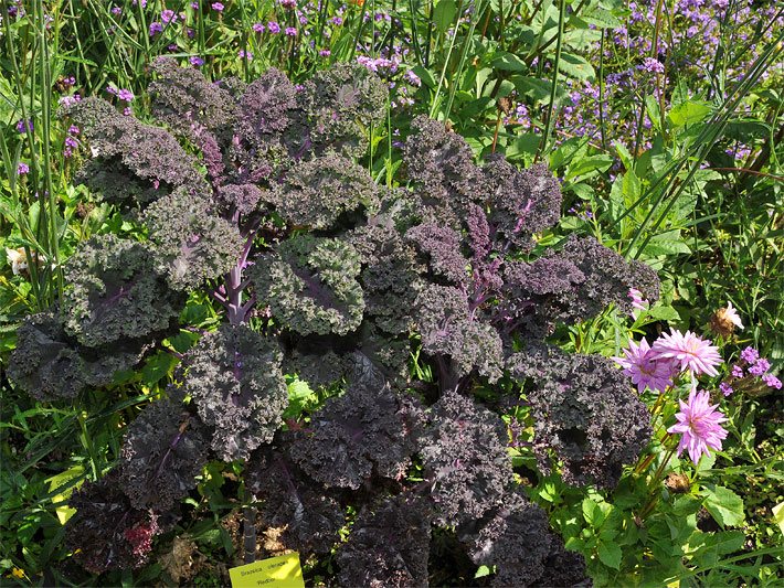 Rotblättriger Grünkohl, botanischer Name Brassica oleracea var. sabellica, der Sorte Redbor im Zierbeet-Anbau