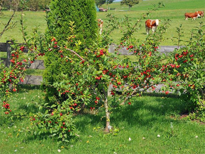 Zierapfel mit roten Früchten in einem oberbayerischen Garten vor einer Weide mit Kühen