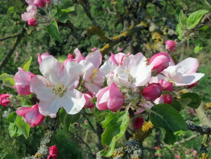 Rot-weiße, sehr dekorative Blüten von einem Zierapfel (Malus spec.)