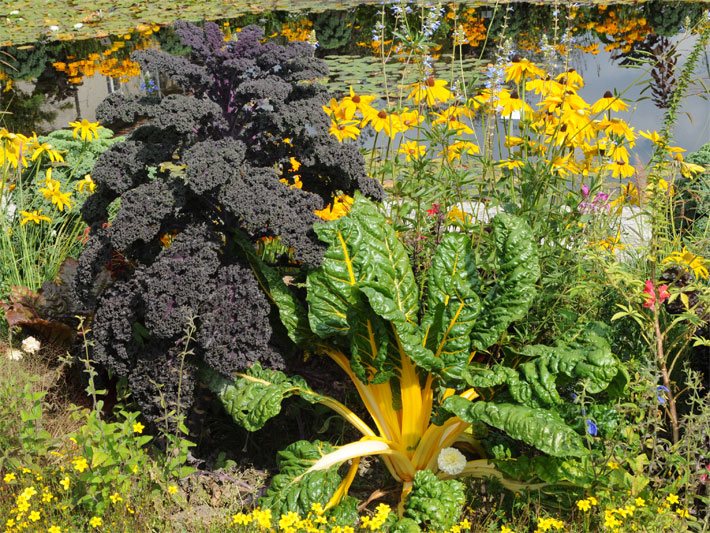 Gestalten von einem Zierbeet vor einem Garten-Teich mit Zier-Gemüsepflanzen wie einem rotblättrigem Grünkohl der Sorte Redbor und einem gelbstieligen Mangold der Sorte Bright Yellow, botanische Namen Brassica oleracea var. sabellica und Beta vulgaris ssp.vulgaris