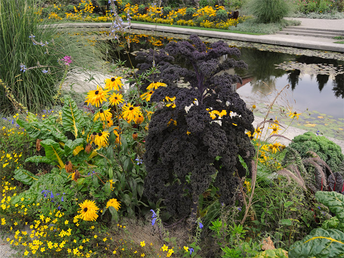 Ziergarten-Rabatte mit Ziergemüse-Arten wie einem Rotblättrigen Grünkohl der Sorte Redbor, botanischer Name Brassica oleracea var. sabellica und einem Gelbstieligen Mangold der Sorte Bright Yellow, botanischer Name Beta vulgaris ssp.vulgaris sowie einigen leuchtend gelben Sonnenhut-Pflanzen, botanisch Rudbeckia, als typische Beet-Blumen