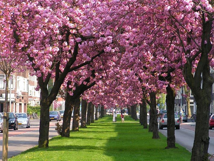 Strassen-Allee mit Japanischen Zierkirschen bzw. Blütenkirschen der Sorte Prunus serrulata Kanzan mit dunkelrosa-rot-weissen Blüten