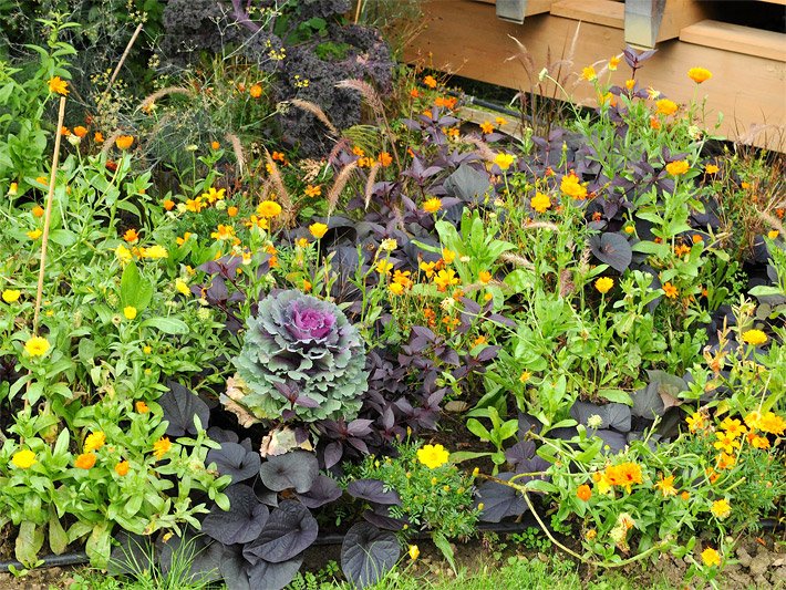 Anlegen von einem Zierbeet mit Zierkohl, botanischer Name Brassica oleracea var. acephala, der teilweise rot-purpurfarbene Blätter hat, und anderen Pflanzen wie gelbe und orange Blumen