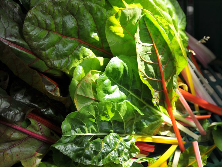 Blätter von einem Ziermangold, botanischer Name Beta vulgaris subsp. vulgaris, nach der Ernte, gekennzeichnet durch kontrastreiche, leuchtend-rote Stiele und Blattadern