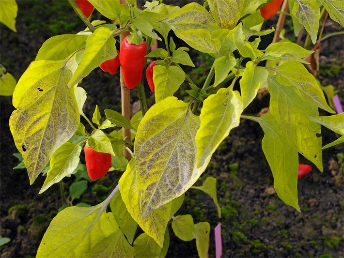 Leuchtend rote Früchte an einer Zierpaprika-Staude, botanischer Name Capsicum annuum, für draußen