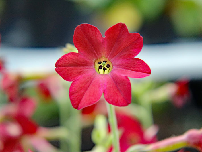 Leuchtend rote Blüte von einem Ziertabak, botanischer Name Nicotiana x sanderae