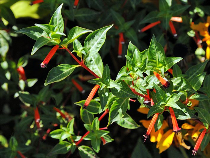 Röhrenblüten mit leuchtend orange-roter Blüten-Farbe von einem Zigarettenblümchen, botanischer Name Cuphea ignea, in einem Blumenbeet