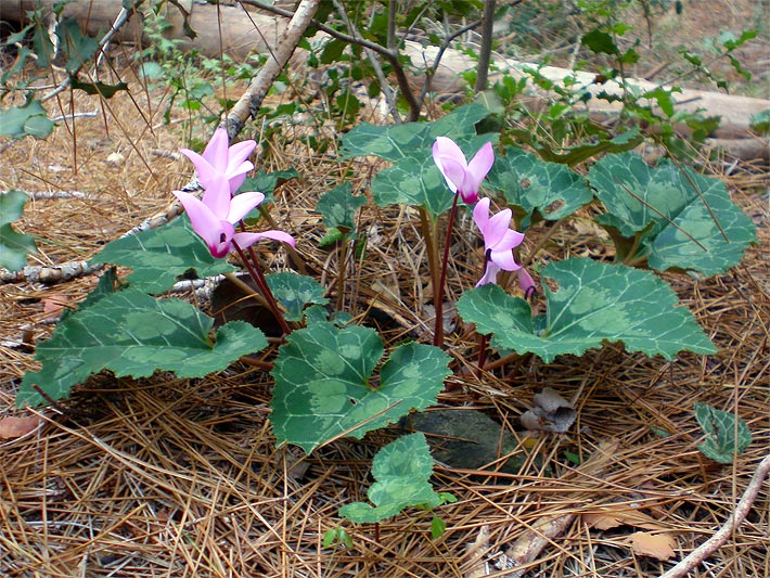 Blass-rosa Blüten und grüne, weiß-gemusterte Blättern von einem ausgepflanzten Zimmer-Alpenveilchen, botanischer Name Cyclamen persicum