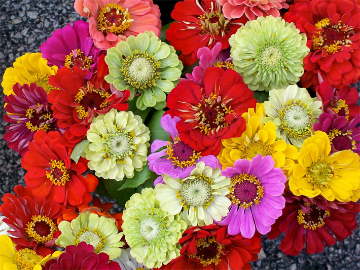 Mehrere Zinnien-Blüten in den Farben gelb, hellgrün, lachsfarben, rot und violett, botanischer Name Zinnia elegans oder violacea, in einem Blumentopf
