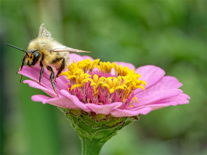 Eine Biene auf einer rosa-violett blühenden Zinnie, botanischer Name Zinnia elegans