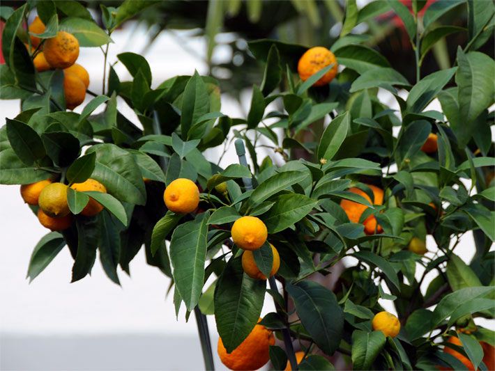 Ast mit Blättern und orange-gelben Früchten von einem Zitronenbaum