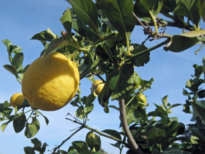Zitrusbaum- bzw. Zitronenbaum-Äste mit reifen, leuchtend gelben Zitronen-Früchten