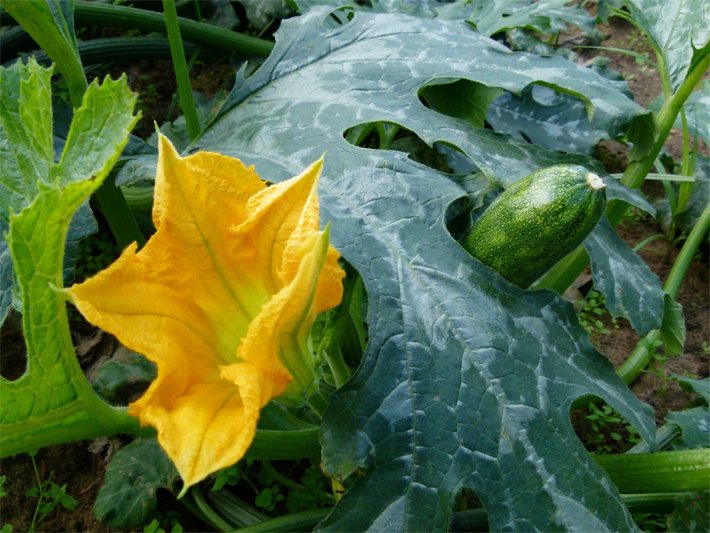 Zucchini-Pflanze, botanischer Name Cucurbita pepo ssp. pepo convar. giromontiina, mit honig-gelber Blüte, dunkelgrüner Frucht und markant gezeichneten Blättern