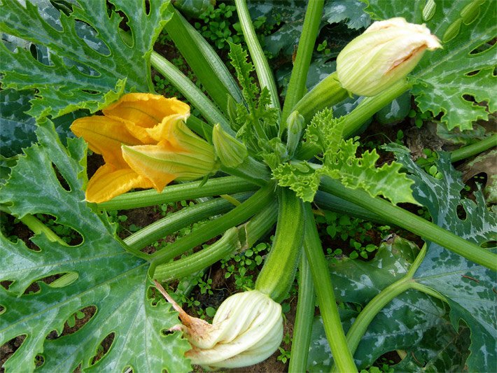 Bild von einer Zucchini-Pflanze mit einer halb geöffneten orangen Blüte und zwei verblühten weissen Blüten