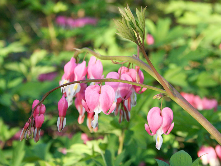 Herzförmige Blüten mit den Farben rosa und weiß einer Zweifarbigen Herzblume (auch Tränendes Herz), botanischer Name Lamprocapnos spectabilis, im Garten