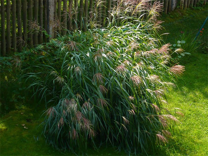 Blühender Zwerg-Chinaschilf Miscanthus sinensis im Garten