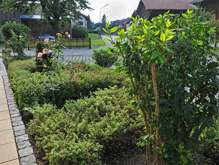 Zwerggsträucher mit Rosen in einem Vorgarten 