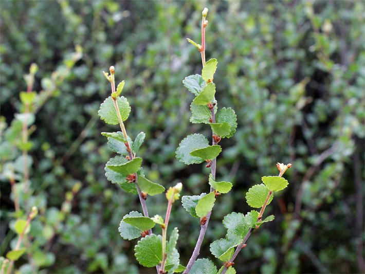 Zweig mit gras-grünen wechselständigen und rundlichen Blättern sowie Kätzchen von einer Zwerg-Birke Betula nana