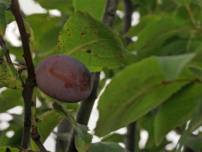 Ast von einem Zwetschgenbaum mit Frucht und Blättern