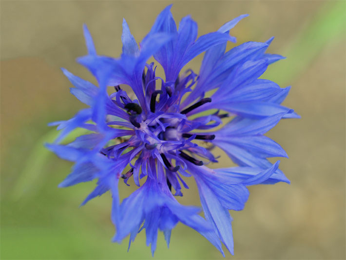 Kornblume (Zyane), botanischer Name Centaurea cyanus, mit blauen Zungenblüten und purpur farbenen Körbchen-Blütenstand