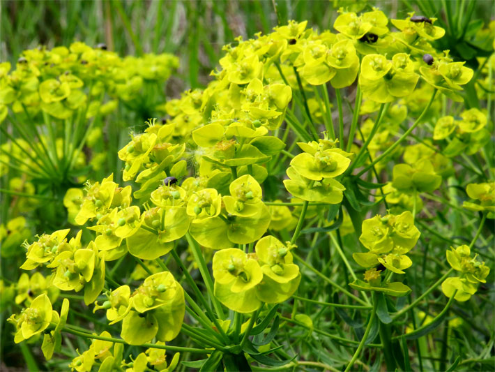 Gelb-grüne Blüten einer Zypressen-Wolfsmilch, botanischer Name Euphorbia cyparissias, im Garten